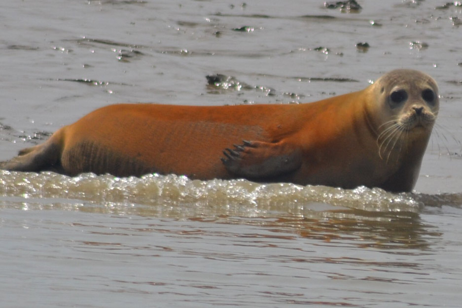 River Crouch Seal