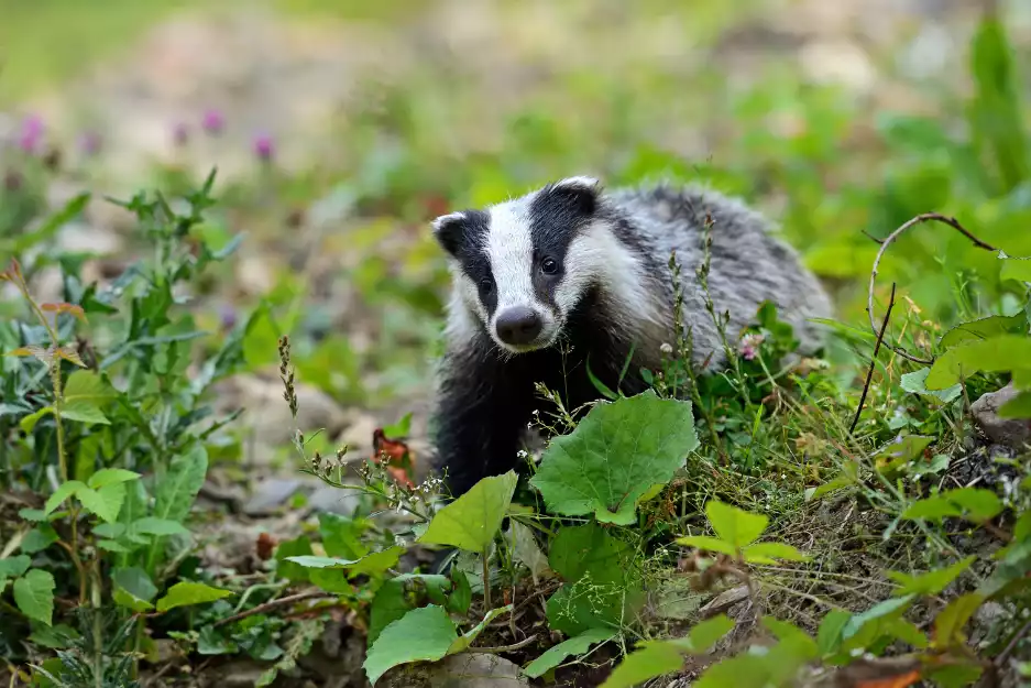 Interference into badger work in Leigh-on-sea causes delays and extra costs