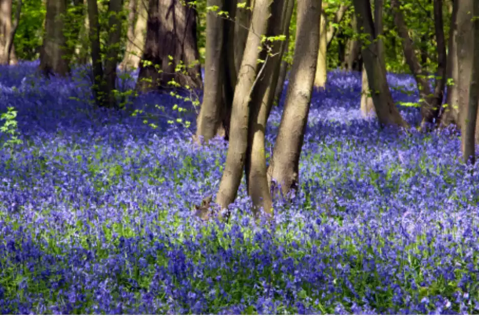 Best Bluebell Walks This Bank Holiday Weekend