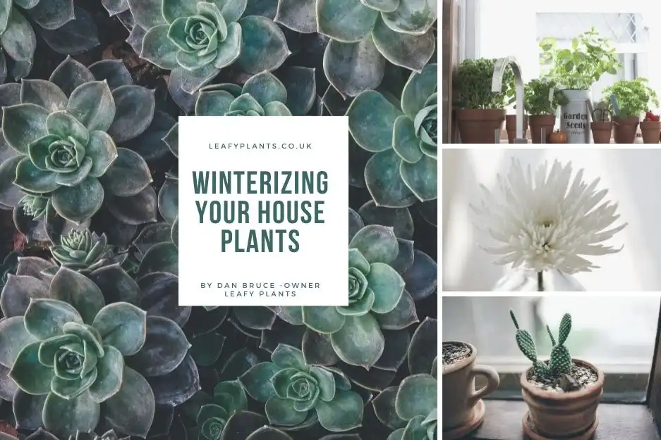 Winterizing Your House Plants