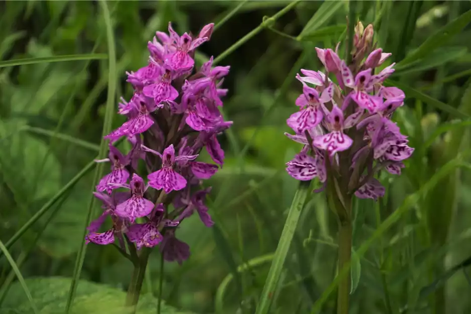 Wild orchid numbers treble thanks to flower saving scheme